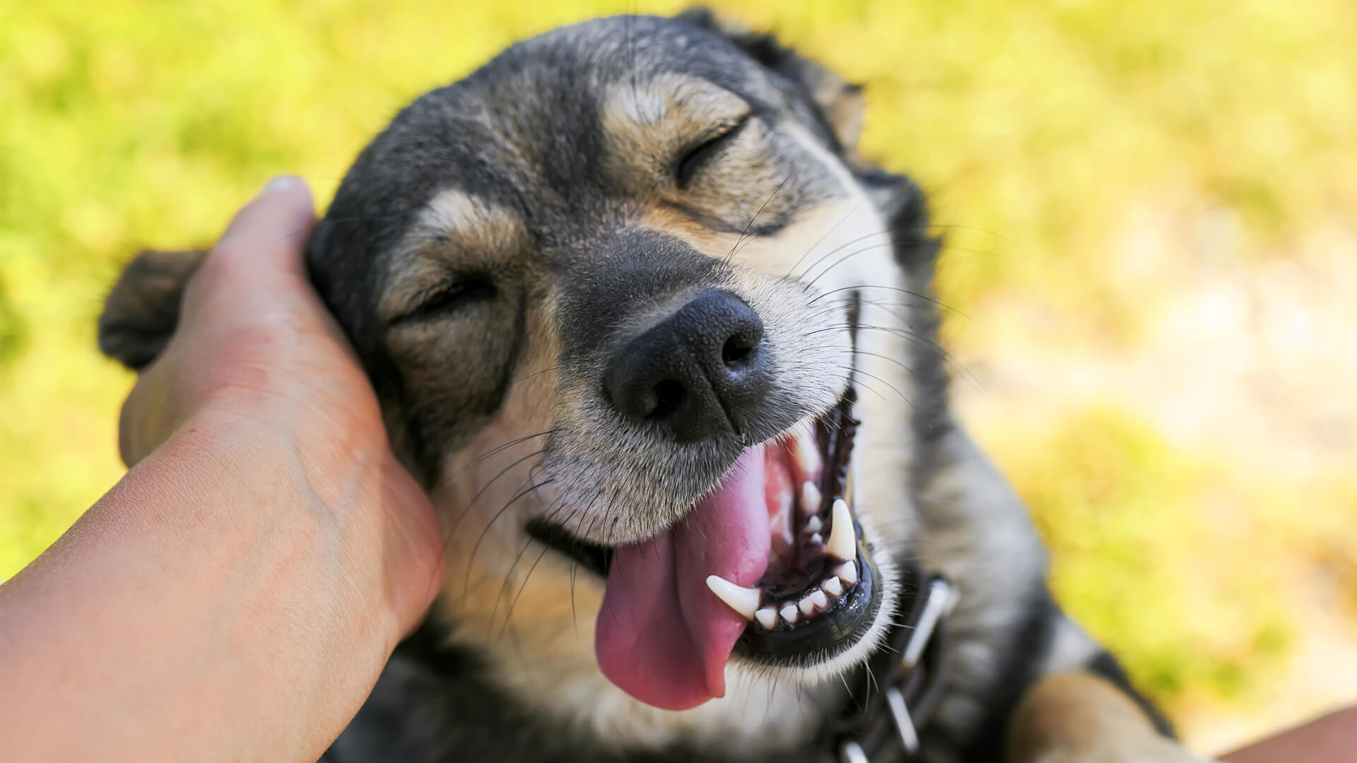 Animal-Assisted Therapy with Shelter Dogs